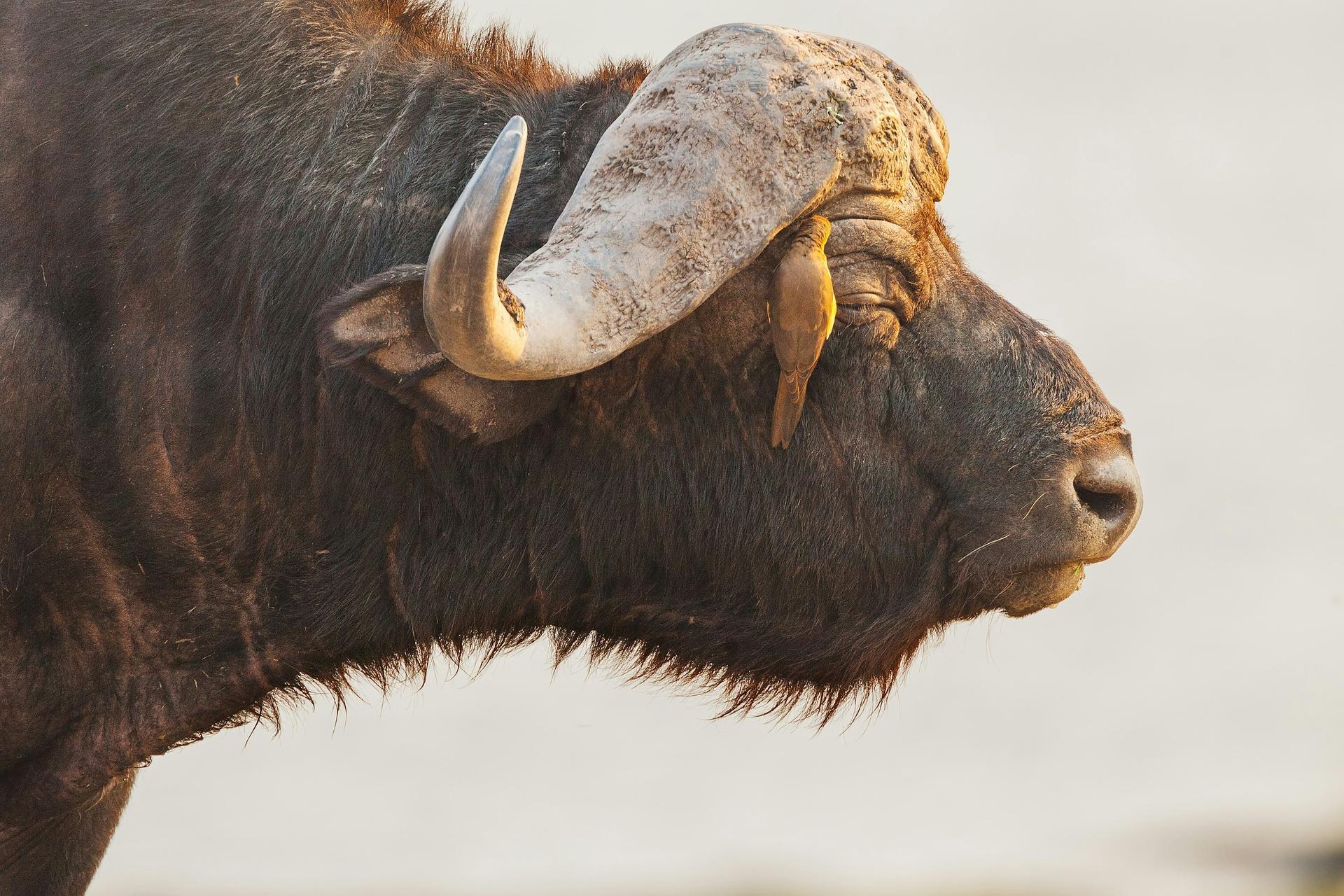 5-day-victoria-falls-zimbabwe-livingstone-zambia-and-chobe-botswana-journey-beyond-nature-safaris-24936312